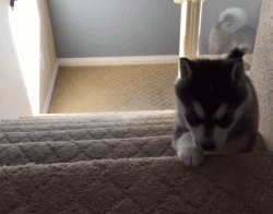 微信图片_20181220151452.gif