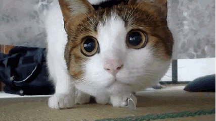 微信图片_20181227154454.gif