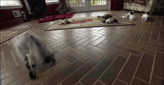 微信图片_20190102112025.gif