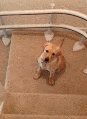 微信图片_20190104130823.gif