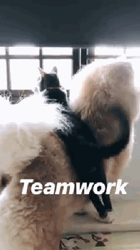 9dcdcb65gy1fyt74ww45lg207s0dwe81.gif