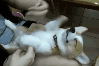 微信图片_20190116095235.gif