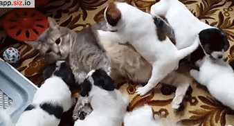 7d1ef8f4gy1fpidqampbxg209e052e81.gif