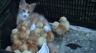 7d1ef8f4gy1fpidqd7omug208w04y1fr.gif
