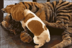 7d1ef8f4gy1fpidqh8sqeg206o04hk60.gif