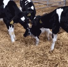 7d1ef8f4gy1fpidqjuileg2064061x6p.gif