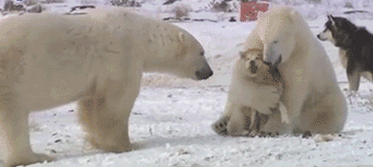 7d1ef8f4gy1fpidr9unc9g209h049h7s.gif