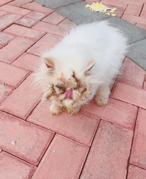 微信截图_20190301170631.png