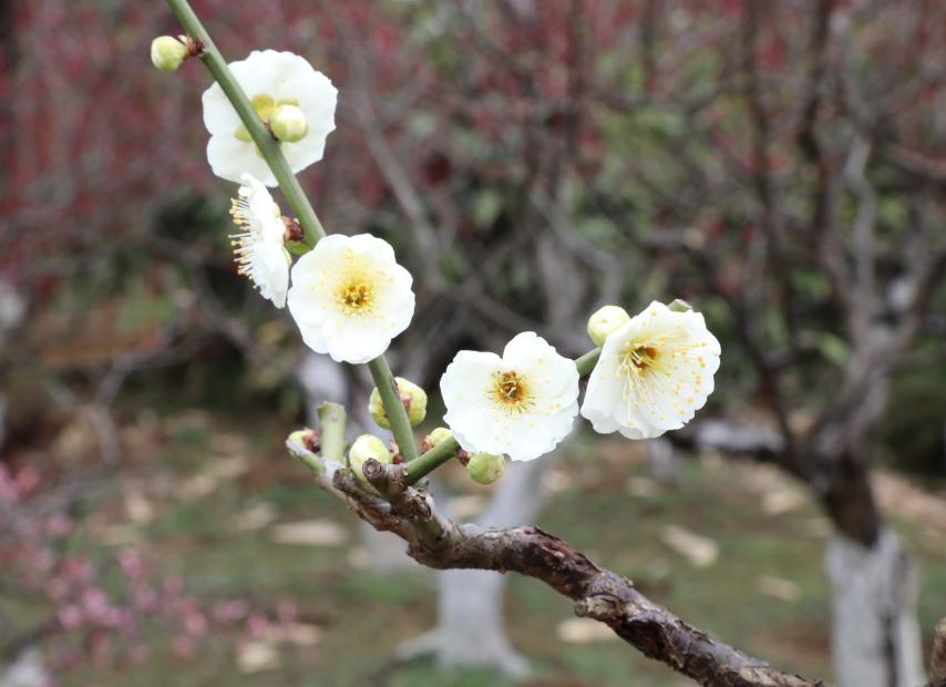 微信截图_20190303145523.jpg