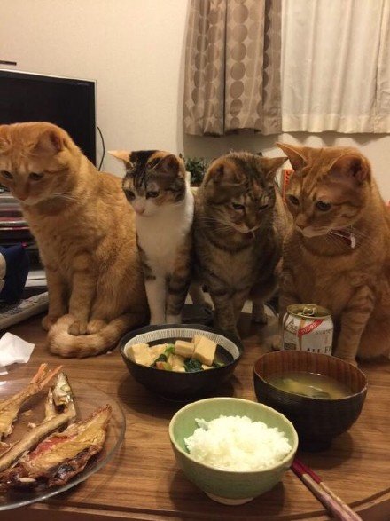 a75296f8ly1g1iygdrgrgj20c80gbabu.jpg