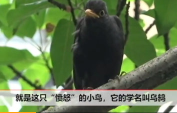 微信截图_20190520142333.png