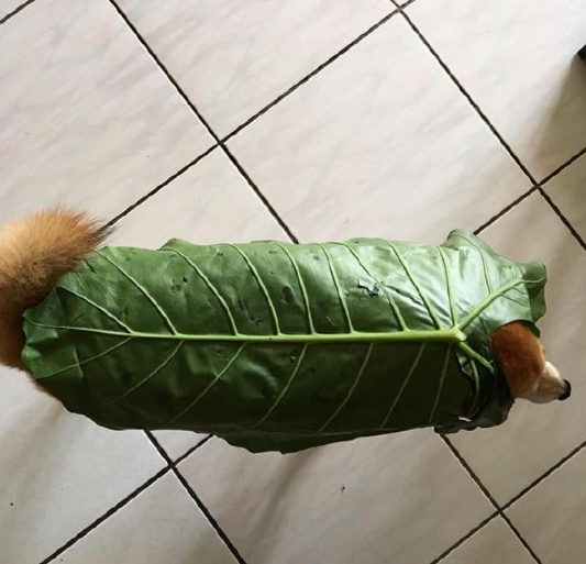 微信截图_20190523144727.png