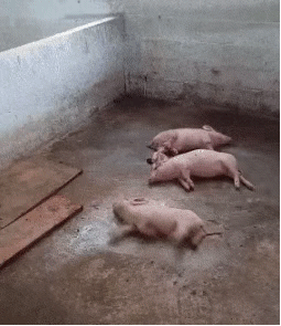 微信图片_20190611155742.gif