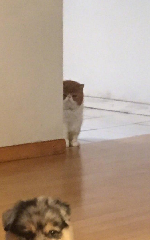 微信截图_20190617133430.png
