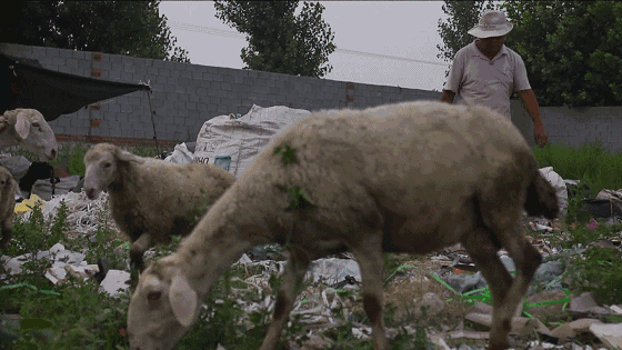 微信图片_20190628100316.gif