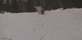 005PxbWily1g4nlrzg1cpg307b03lgyy.gif