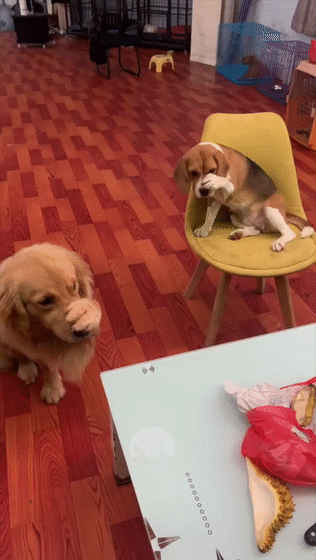 微信图片_20190806134126.gif
