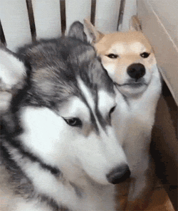 微信图片_20190806135509.gif
