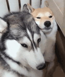微信图片_20190806135512.gif