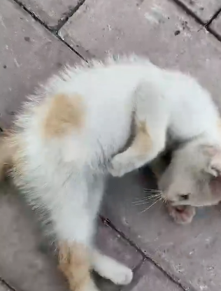 1565338636878752.png 微信截图_20190809161724.png