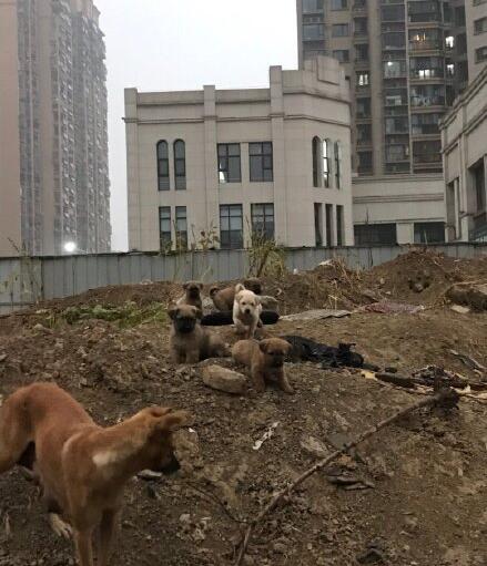 QQ截图20191210165951.jpg
