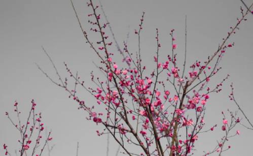 微信截图_20200403103053.jpg