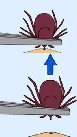 8.png
