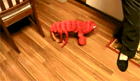 6.gif