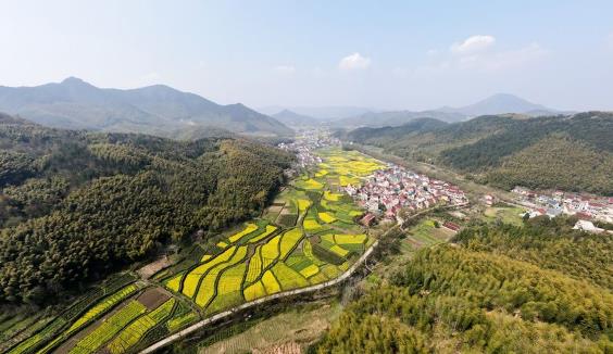 油菜花1.jpg