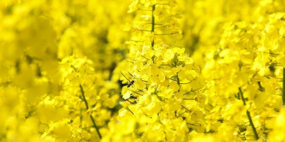 油菜花3.jpg