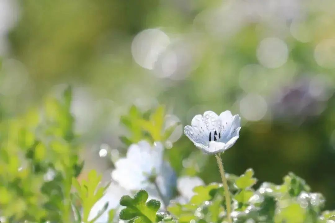 拍花怎么才能不凌乱？6个构图方法干货分享