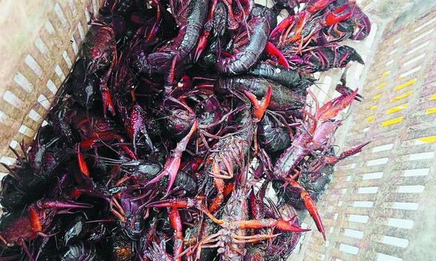 合肥小龙虾已上市 最贵一斤卖到70元